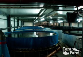 TORO FARM Разведение рыб шиншыл в Польше