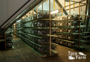 TORO FARM Разведение рыб шиншыл в Польше