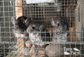 TORO FARM Разведение рыб шиншыл в Польше